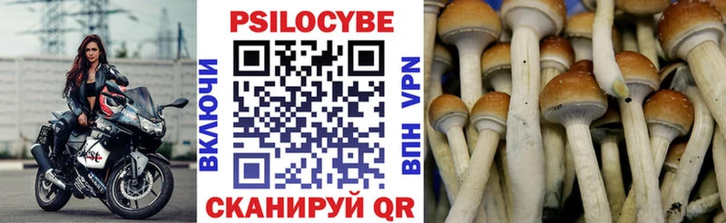 Купить  Томмот  Галлюциногенные грибы Cubensis 